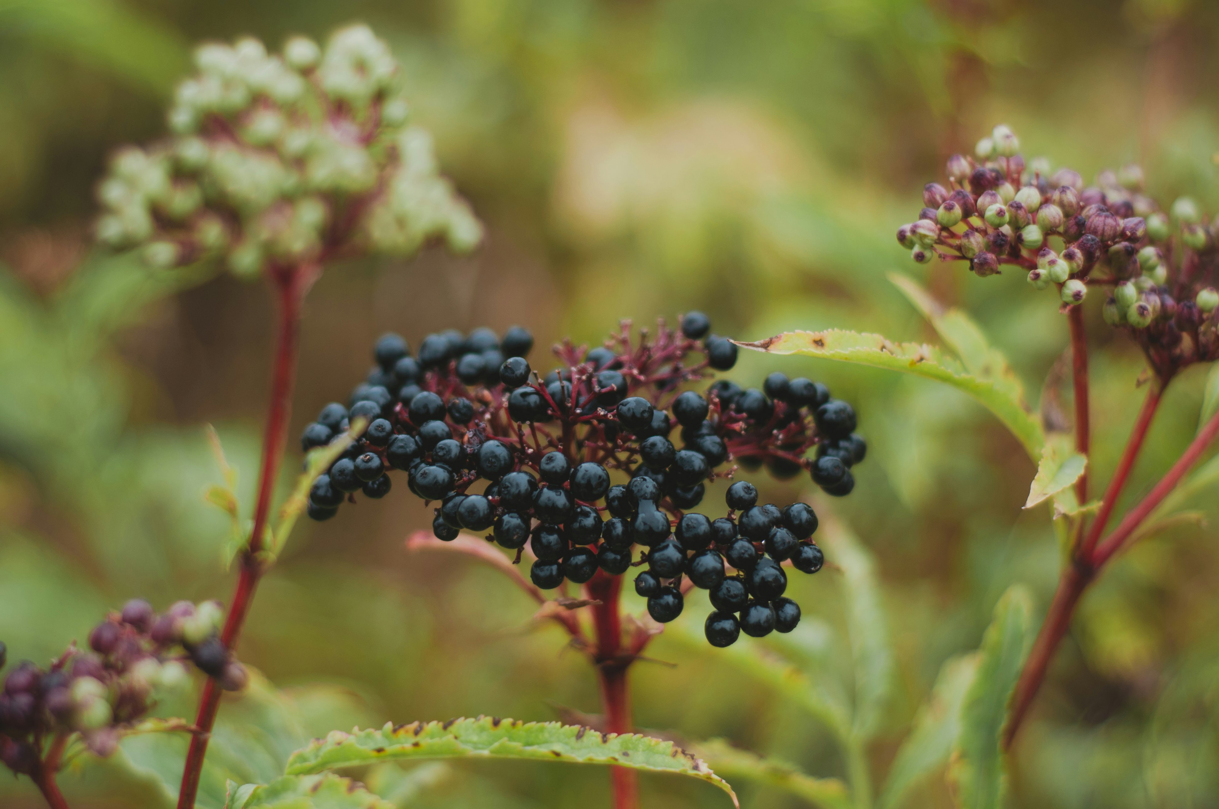 black and brown round fruits